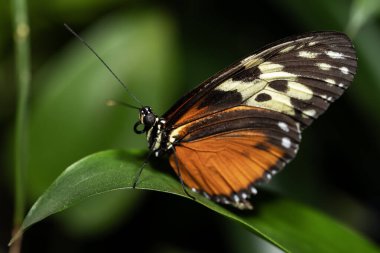 Tiger Longwing Kelebeği, Nymphalidae familyasından Heliconius.. 