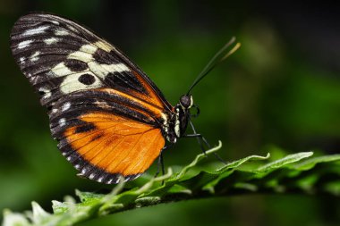 Tiger Longwing Kelebeği, Nymphalidae familyasından Heliconius.. 
