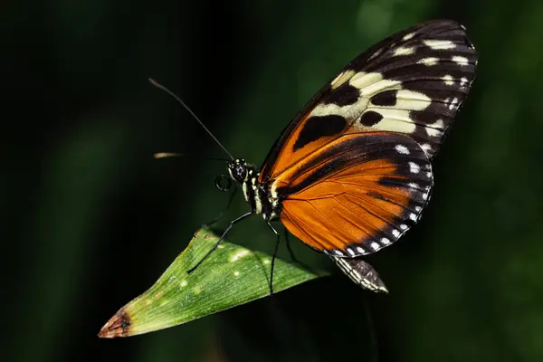 Tiger Longwing Kelebeği, Nymphalidae familyasından Heliconius.. 