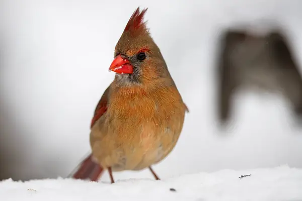 Güzel bir dişi Kuzey Kardinali (Cardinalis cardinalis) kışın yiyecek arar..