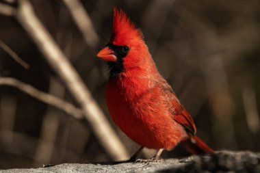 Kuzey Kardinali bir erkek kardinal, bir kayanın üzerinde tünemiş ayçiçeği tohumlarıyla ziyafet çekerken, Cardinalis Cardinalis Cardinalis