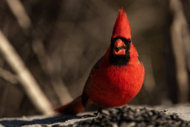 Kardinalis Cardinalis Kardinalis adlı siyah ayçiçeği tohumu ile yemek yiyen bir erkek kardinal.