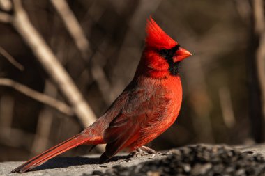 Bir erkek kardinal kuşların eğlenmesi için bir kayanın üzerine yerleştirilmiş siyah ayçiçeği tohumlarına yaklaşıyor. Cardinalis cardinalis