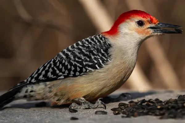 Kırmızı karınlı ağaçkakan gagasında bir tohum, Melanerpes carolinus