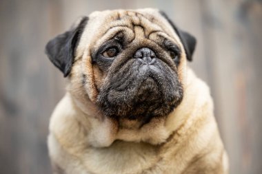 Bej renkli bir pug 'un yakın plan portresi. Yüksek kalite fotoğraf