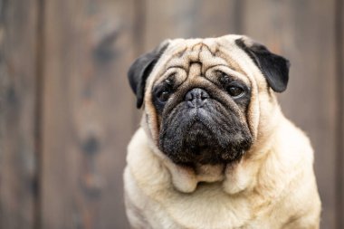 Bej renkli bir pug 'un yakın plan portresi. Yüksek kalite fotoğraf