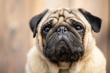 Bej renkli bir pug 'un yakın plan portresi. Yüksek kalite fotoğraf