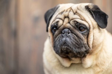 Bej renkli bir pug 'un yakın plan portresi. Yüksek kalite fotoğraf