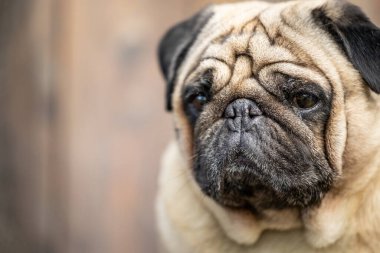 Bej renkli bir pug 'un yakın plan portresi. Yüksek kalite fotoğraf