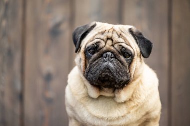 Bej renkli bir pug 'un yakın plan portresi. Yüksek kalite fotoğraf