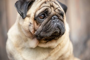 Bej renkli bir pug 'un yakın plan portresi. Yüksek kalite fotoğraf