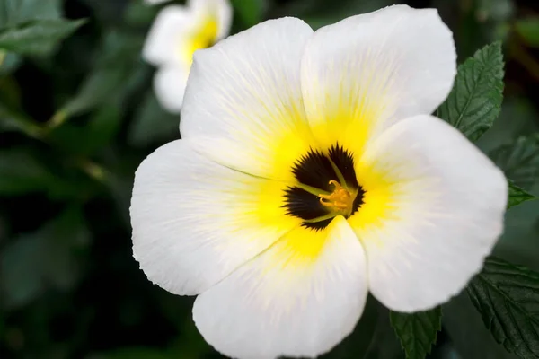 Белые Цветы Иоланды Цветут — стоковое фото