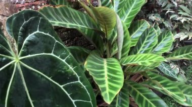 Bitkiler küçük bir rüzgarla savruluyor.