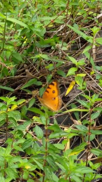 Bahçedeki Yeşil Çimlerin Üzerinde Sarı Kelebek — Stok video
