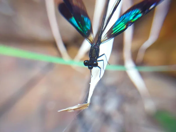 Schwarz Blaue Libelle Trockene Blatt Seite Braun Verschwimmen — Stockfoto
