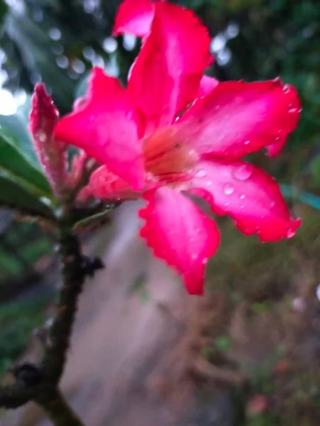 Kwiat Czerwony Kolor Ciemny Czarny Strona Hijo Liście — Zdjęcie stockowe