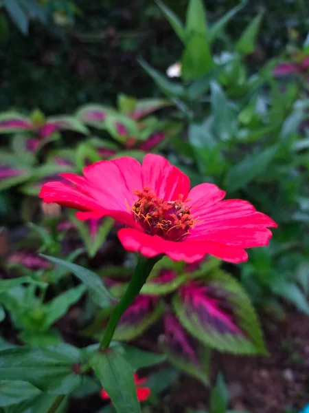 Kwiat Czerwony Kolor Ciemny Czarny Strona Hijo Liście — Zdjęcie stockowe
