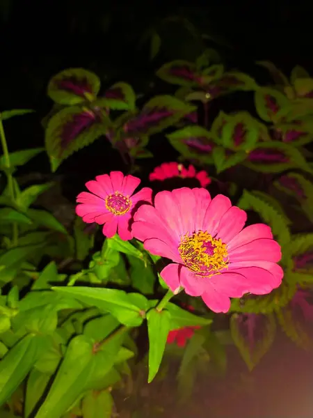 花レッドカラーダークブラックサイドヒジョの葉 — ストック写真