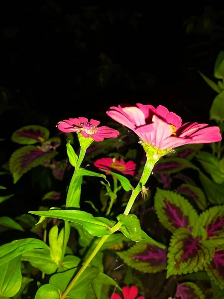 Çiçek Kırmızısı Koyu Siyah Kenar Hijo Yaprakları — Stok fotoğraf