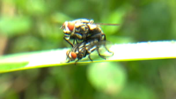 Siyah Sivrisinek Bahçedeki Hijo Makronun Yapraklarında Geziniyor — Stok video