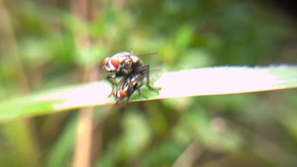 Black Mosquito Roaming Leaves Hijo Macro Garden — Stock Video