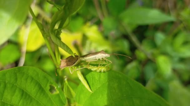 Yellow Grasshopper Green Leaf Twigs Garden Macro — Stock Video