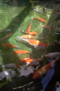 Koi sazan havuzu bahçesi temiz su taşı bahçe rengi çimento duvar 