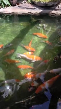 Koi sazan havuzu bahçesi temiz su taşı bahçe rengi çimento duvar 