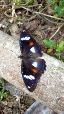 Bahçedeki kelebek doğal mor bigron çiçeği bırakır