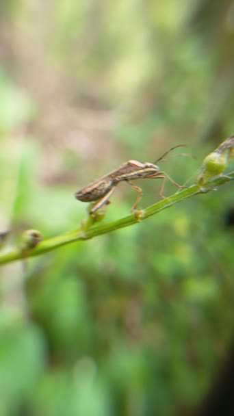 Κίτρινη Ακρίδα Πράσινα Κλαδιά Φύλλων Στον Κήπο Μακροεντολή — Αρχείο Βίντεο