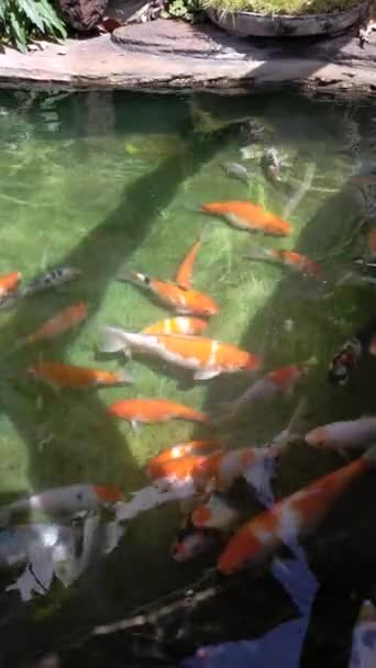 鯉池庭園澄んだ水石庭色セメントの壁 — ストック動画