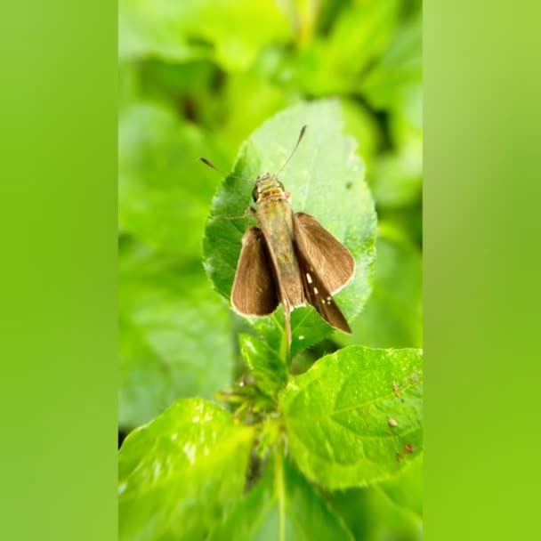 Bahçedeki Kelebek Doğal Mor Bigron Çiçeği Bırakır — Stok video