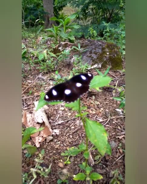 Bahçedeki Kelebek Doğal Mor Bigron Çiçeği Bırakır — Stok video