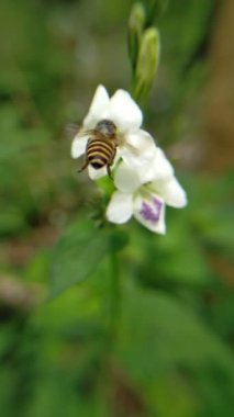 mor beyaz çiçekler çiçek açar hijo bahçesinde mor beyaz çiçekler büyür makro bahçesinde