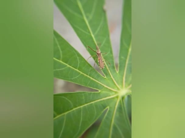 Black Yellow Grasshopper Fresh Hijo Leaves — Stock Video