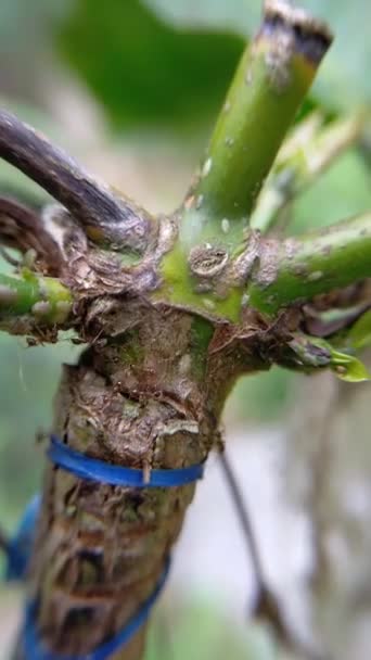 Hijo Gramang Karıncalarının Bahçesinde Siyah Kütükler Üzerinde Küçük Karıncalar — Stok video
