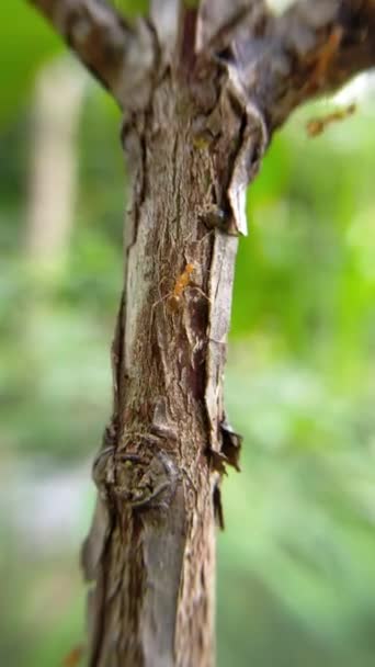Hijo Gramang Karıncalarının Bahçesinde Siyah Kütükler Üzerinde Küçük Karıncalar — Stok video
