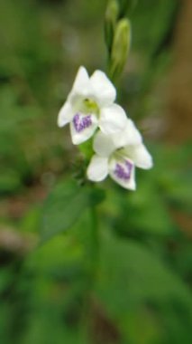 mor beyaz çiçekler çiçek açar hijo bahçesinde mor beyaz çiçekler büyür makro bahçesinde