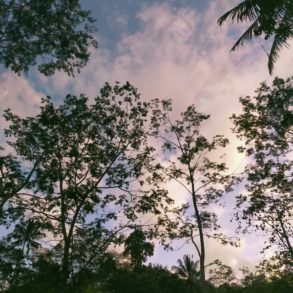 Belo Pôr Sol Floresta — Fotografia de Stock