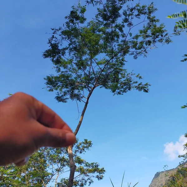 Ein Mann Hält Einen Baum Wald — Stockfoto