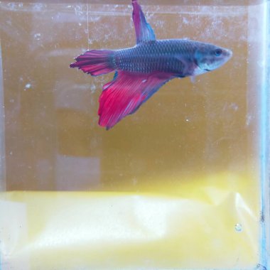 ,balık kırmızı betta balığı sarı bigron cam su