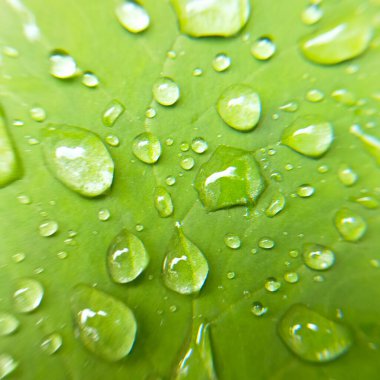 Bitkinin yeşil yaprağı. makro fotoğraf.