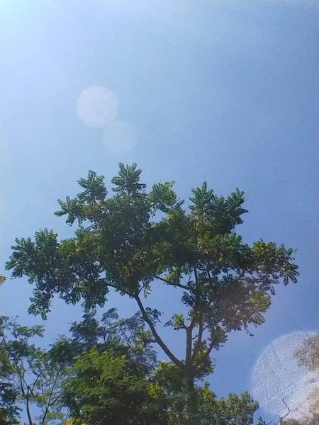 Jasne Błękitne Niebo Wysoki Drzewo Hijo Naturalny Kamień — Zdjęcie stockowe