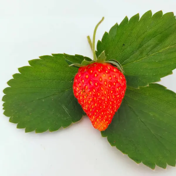 Rosso Fragola Frutta Verde Foglie Bianco Sfondo — Foto Stock