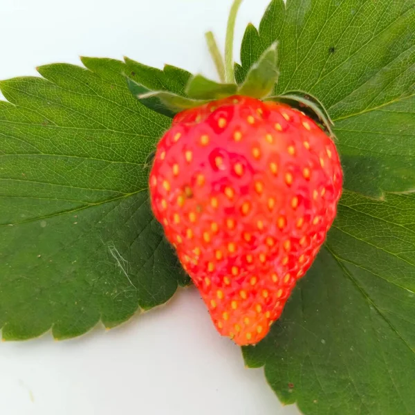 红色草莓果绿叶白色背景 — 图库照片