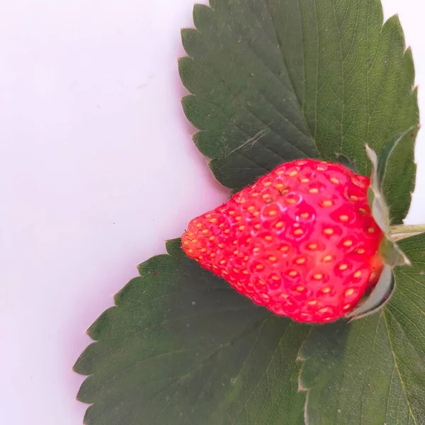 Rote Erdbeere Früchte Grüne Blätter Weißer Hintergrund — Stockfoto