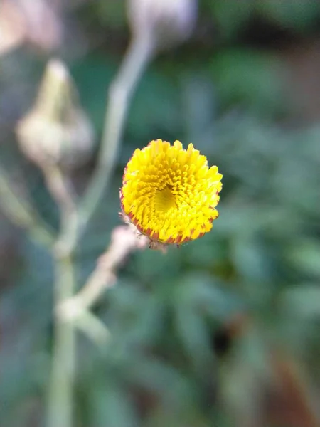 Mrówka Kwiat Żółty Mały Owad Mama Dziki Żółty Kwiat Liść — Zdjęcie stockowe