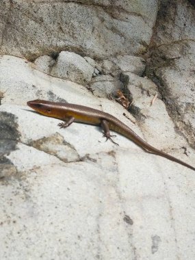 Endonezya 'da hayvan vahşi yaşam kara taş beyaz kertenkele 