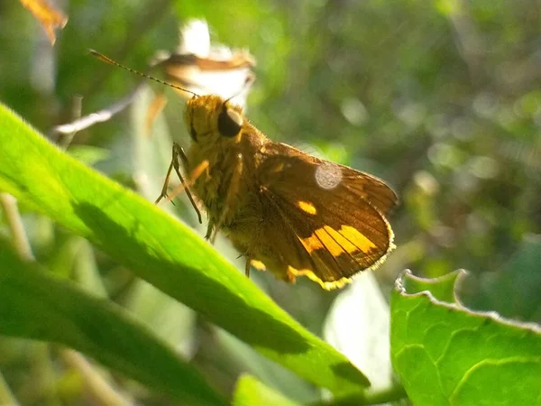 Feuille Jaune Naturel Hijo Papillon Dans Jardin Macro — Photo