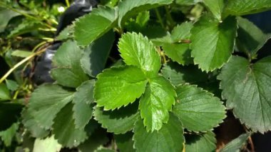 Güzel taze hijo yaprakları bahçede